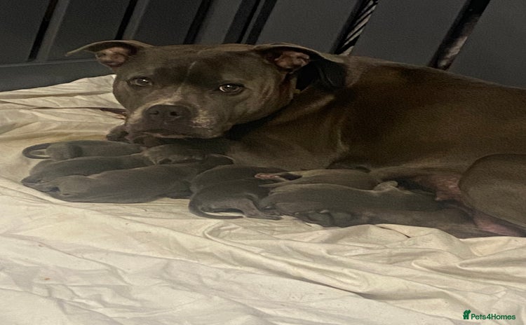 Staffordshire Bull Terrier dogs - Advert 2