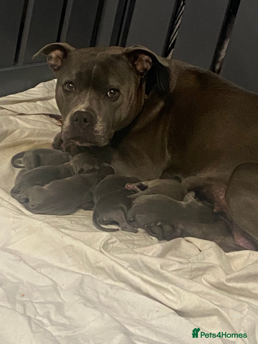 Staffordshire Bull Terrier dogs for sale: 🐾🐾Blue Staffordshire 🐾🐾 - Image 1