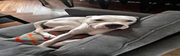 American Bulldog dogs for stud: Echo - American Bulldog - Advert 3