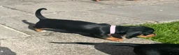 Miniature Dachshund dogs for sale: Gorgeous KC reg miniature dachshund puppies  - Advert 29