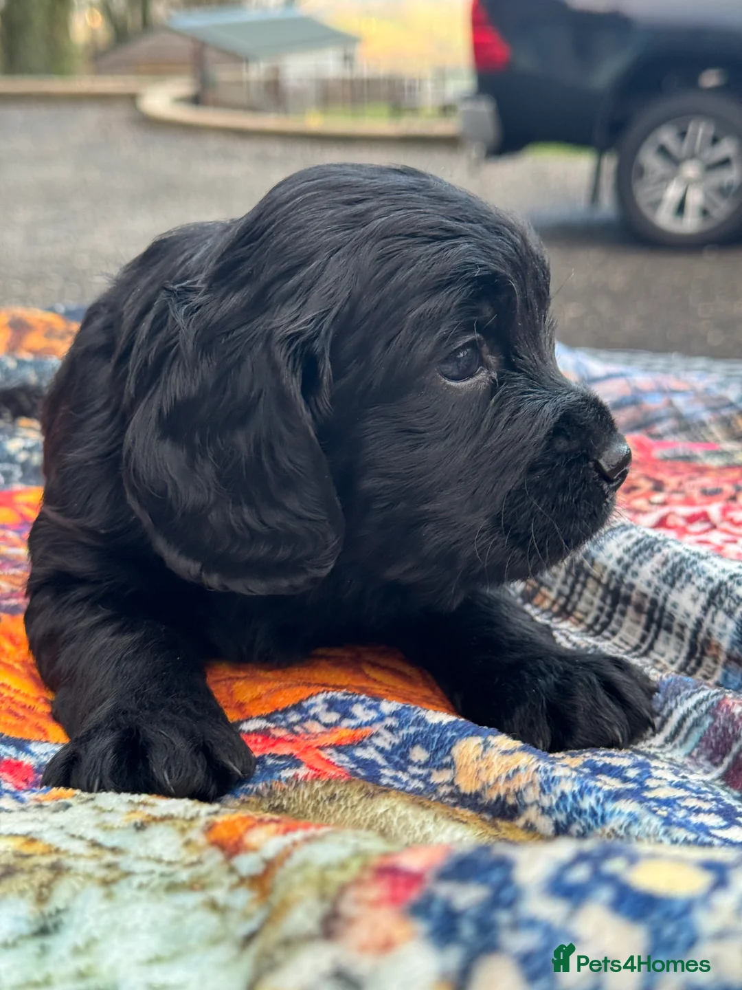 Cocker Spaniel dogs for sale: A gorgeous litter of WCS - Advert 13