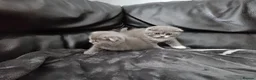 Scottish Fold cats for sale: Scottish folds - Advert 2