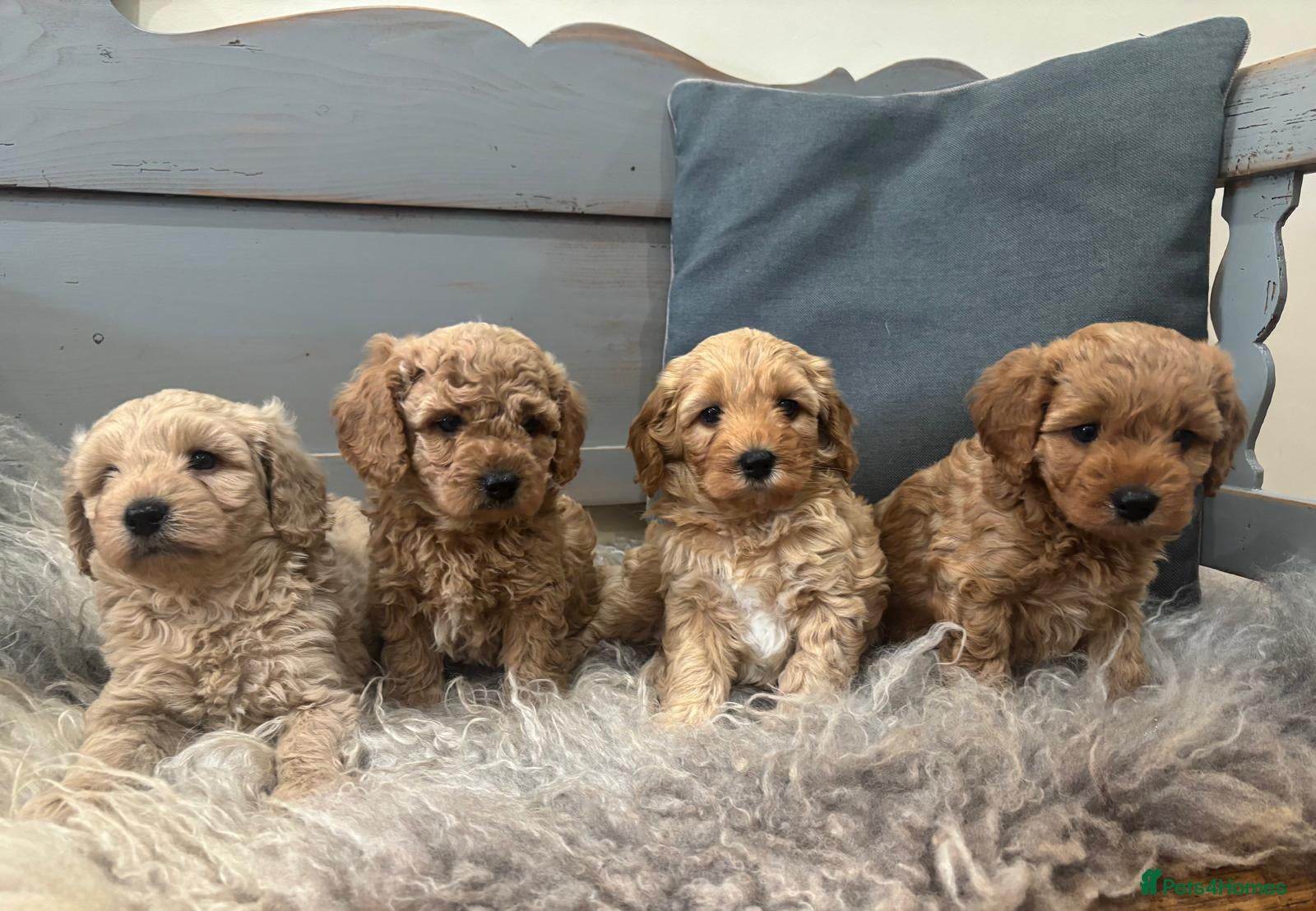 Cavapoochon dogs Beautiful Cavapoochon Puppies - Advert 1