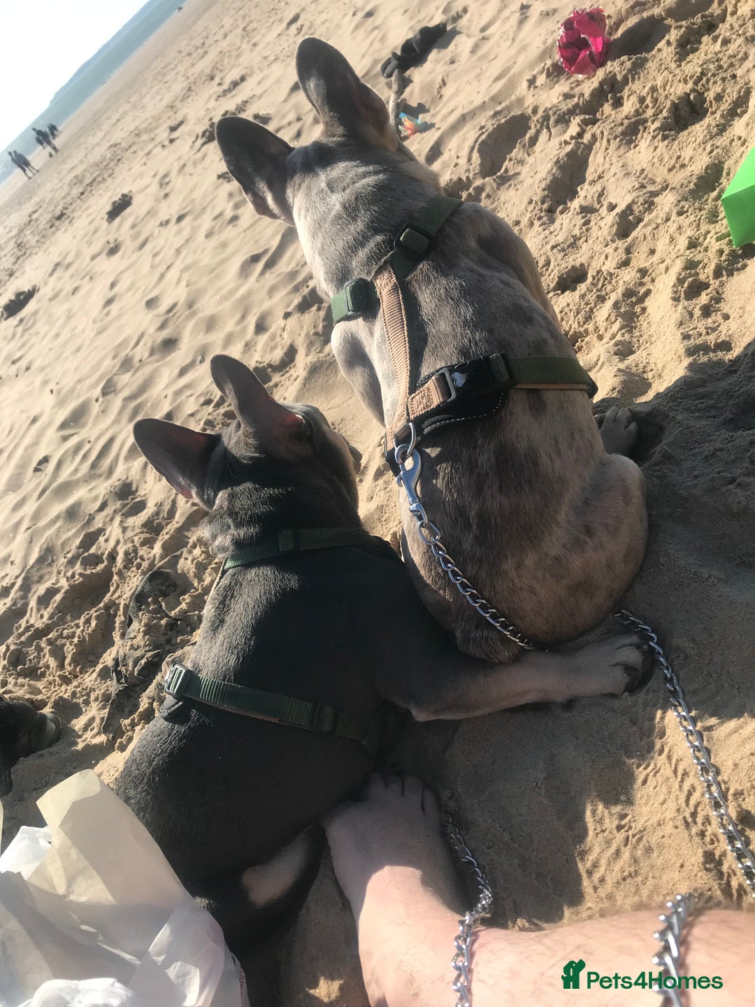 French Bulldog dogs for sale: Two French bulldog brothers - Image 2
