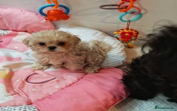 Shihpoo dogs for sale: imperial shihtzu xshipoo - Image 10