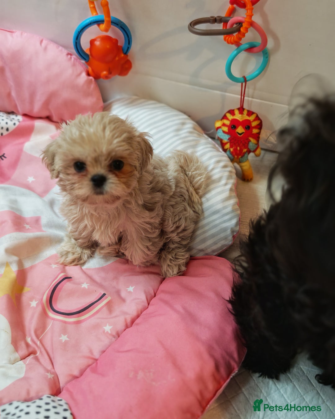 Shihpoo dogs for sale: imperial shihtzu xshipoo - Image 10