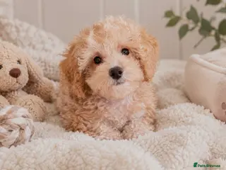 Maltipoo dogs Beautiful Apricot Toy Maltipoo Girl — Ready Now! ✨ - Advert 1