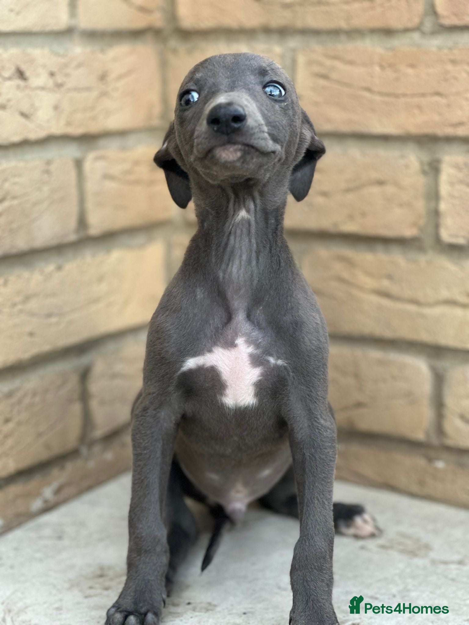 Whippet dogs for sale: Whippet pups ready now! - Advert 8