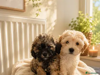 Maltipoo dogs (READY TO GO) Maltipoo Puppies - Advert 2