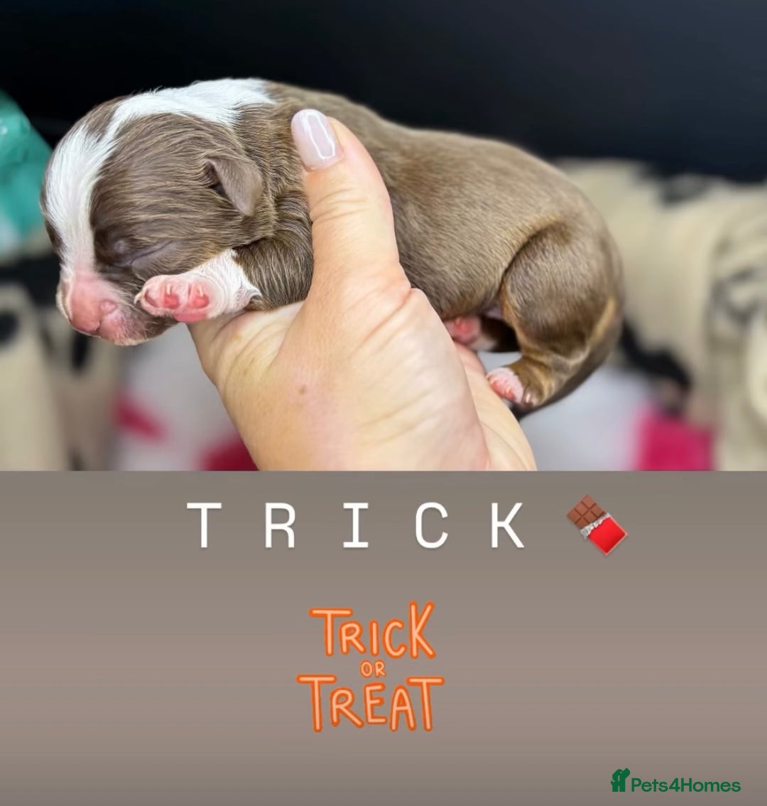 Olde English Bulldogge dogs for sale: The BEST visual fluffy oebs available ⭐️  - Image 20