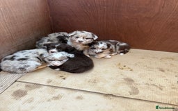 Border Collie dogs for sale: Beautiful Red Merle & Red Border Collie Puppies - Advert 6