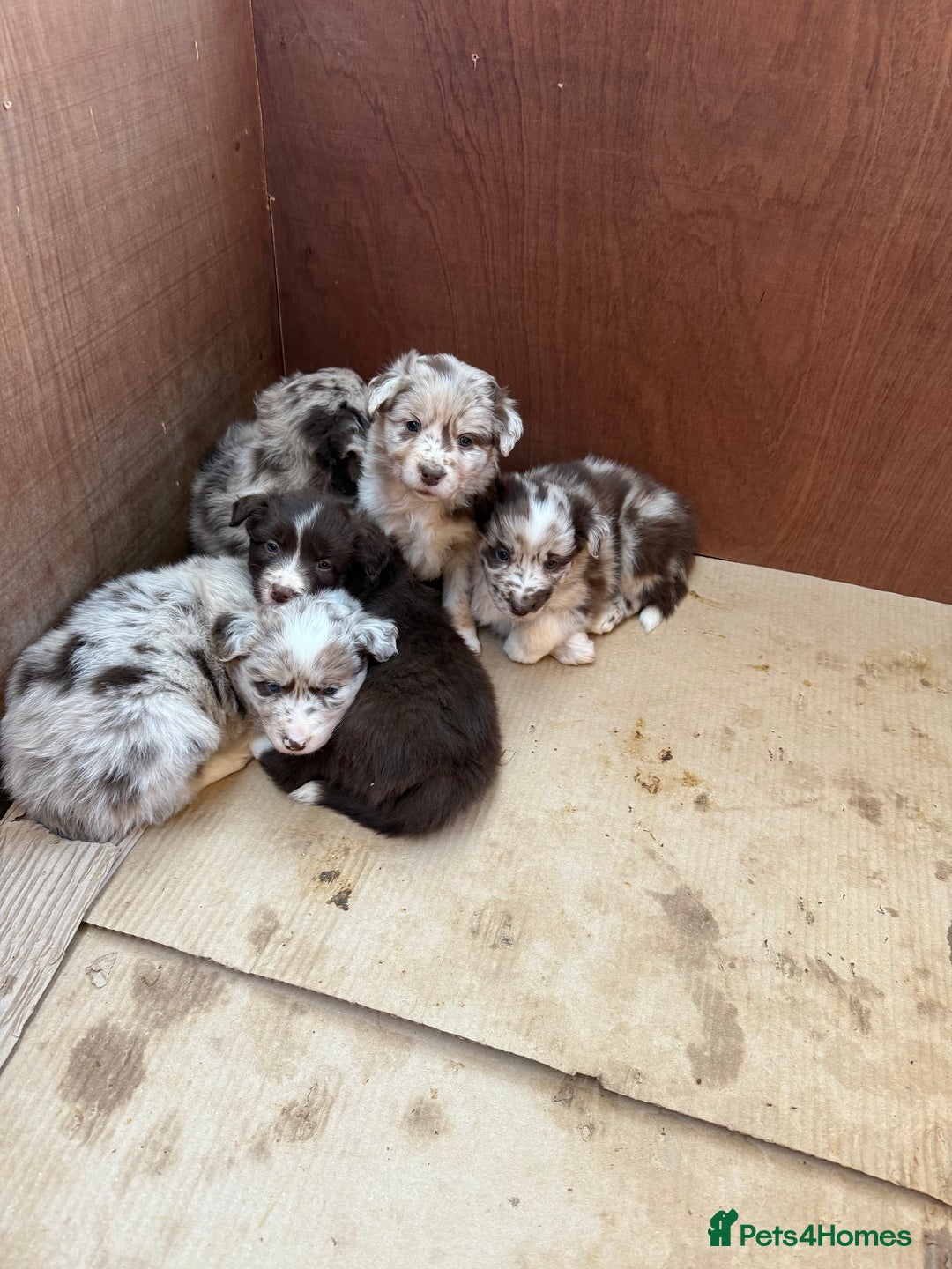 Border Collie dogs for sale: Beautiful Red Merle & Red Border Collie Puppies - Advert 6