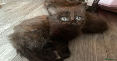 Mixed Breed cats - Advert 8