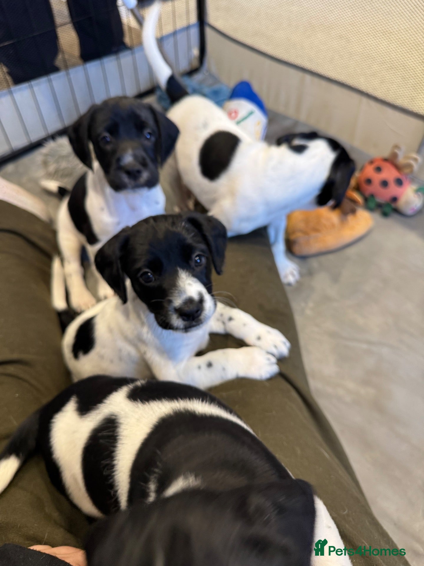 Mixed Breed dogs for sale: ALL SOLD - Sprocker x Parson Russell - Advert 9