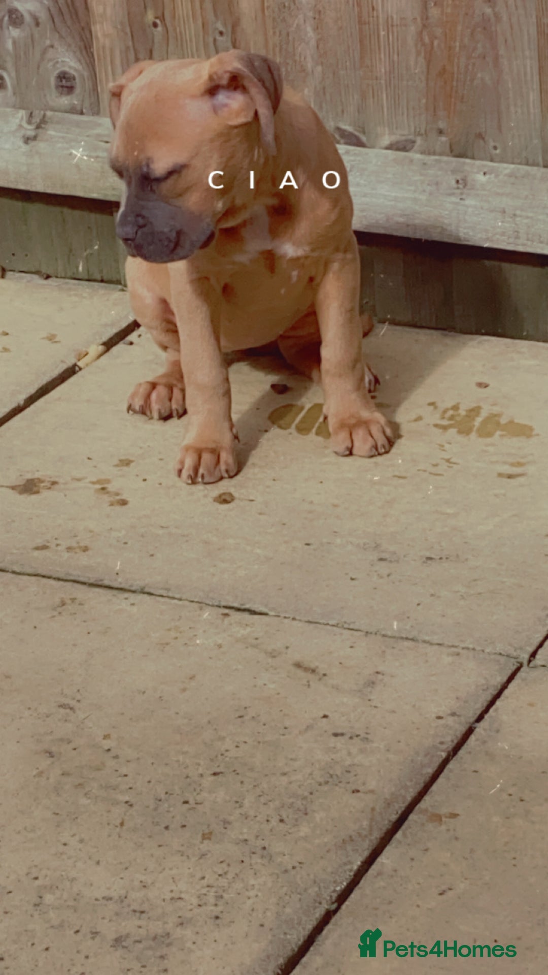 Mixed Breed dogs for sale: Cane corso  ** tiff  - Advert 7