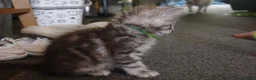 Maine Coon cats for sale: Stunning Mainecoon kittens  - Advert 7