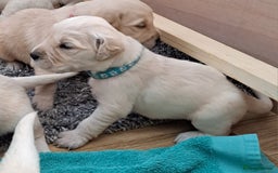 Golden Retriever dogs for sale: Gorgeous pedigree golden retriever puppies - Image 26