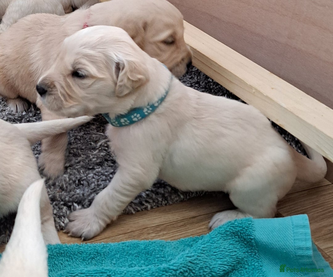 Golden Retriever dogs for sale: Gorgeous pedigree golden retriever puppies - Image 26