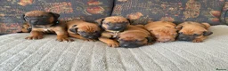 Rhodesian Ridgeback dogs for sale: KC reg Ridgeback puppies - Advert 6