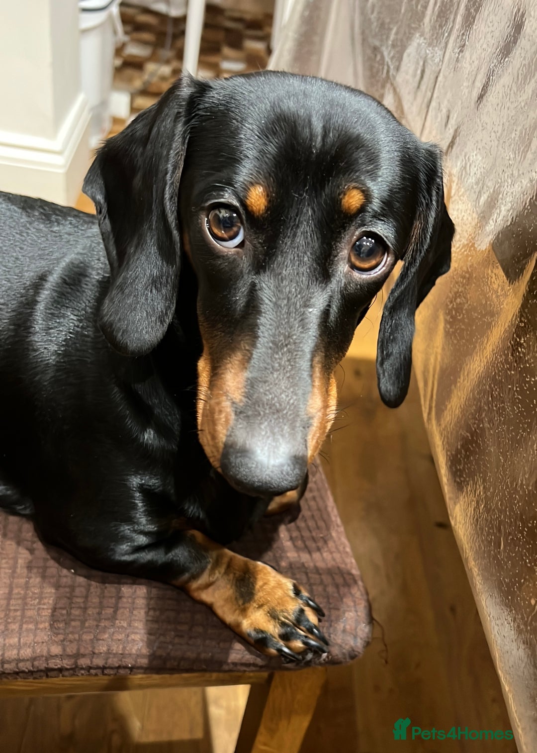 Dachshund dogs for sale: Beautiful Dachshund Puppies – KC Registered Lines - Advert 2