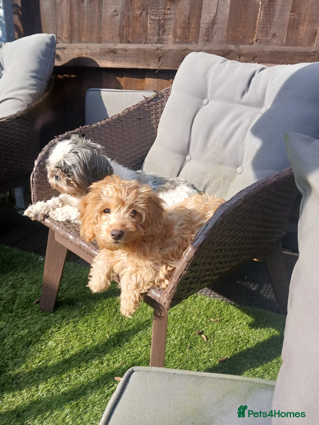 Cockapoo dogs for sale: Cockapoo girl  - Advert 3