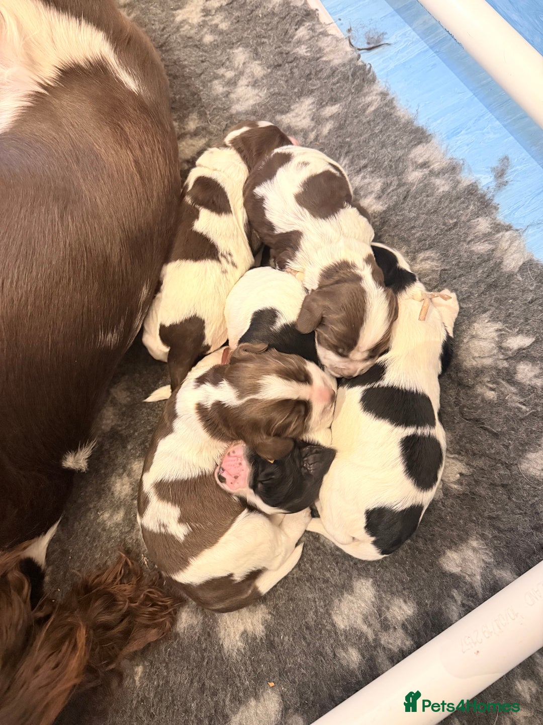 Sprocker dogs for sale: Stunning Sprocker pups  - Image 4