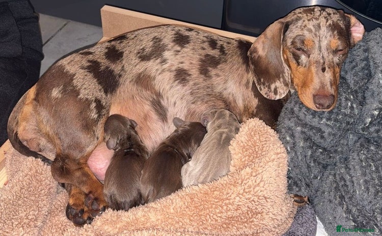 Dachshund dogs - Advert 15