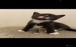 Mixed Breed cats for sale: Kittens ready now  - Image 9