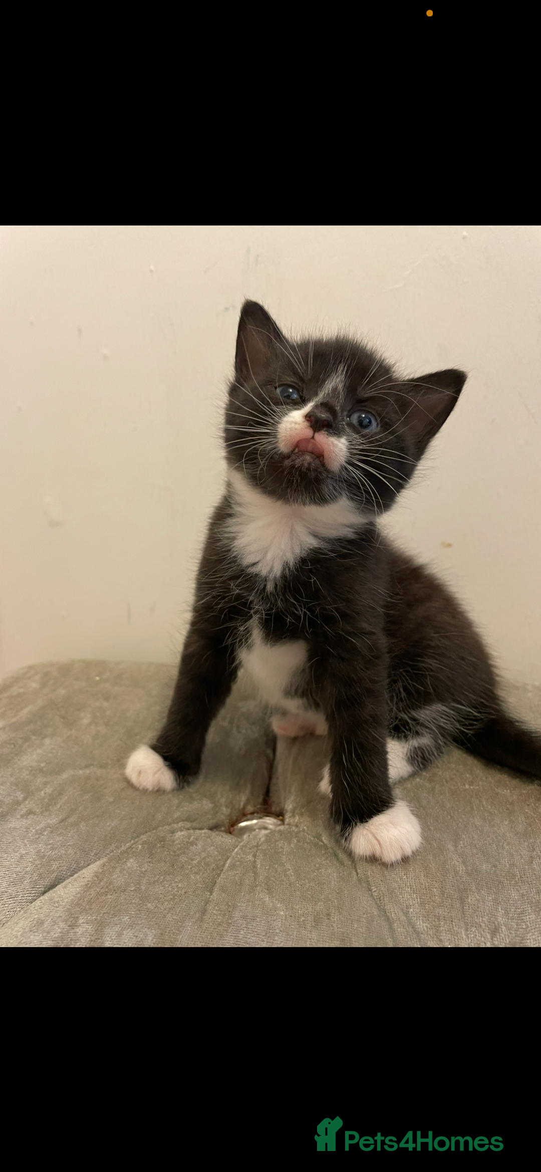 Mixed Breed cats for sale: Kittens ready now  - Image 9