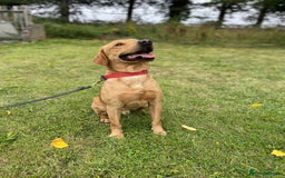 Labrador Retriever dogs for sale: SCOOBY looking for his forever home - Image 2