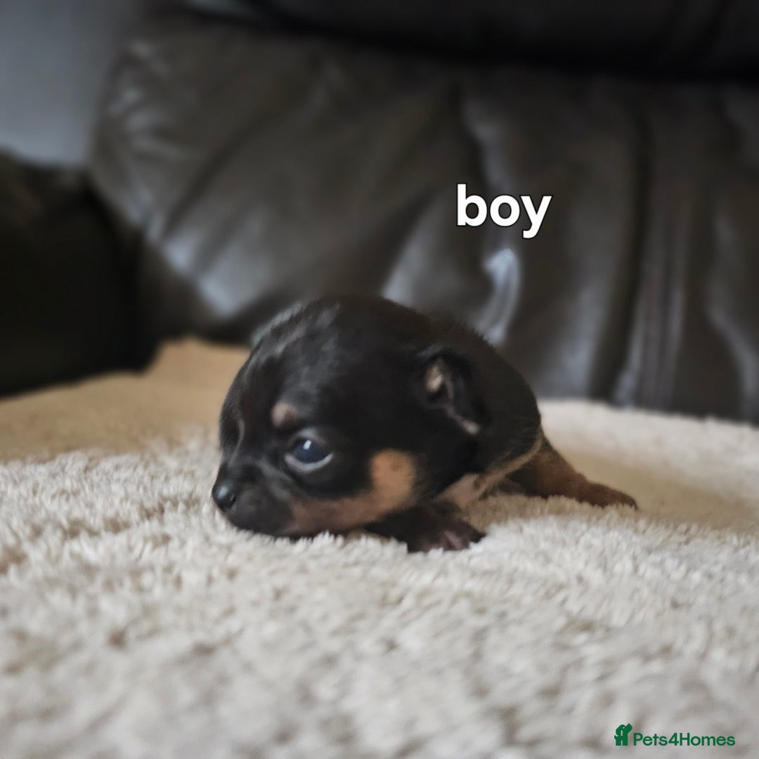 Chihuahua dogs for sale: 3 tiny chiuauas - Advert 2