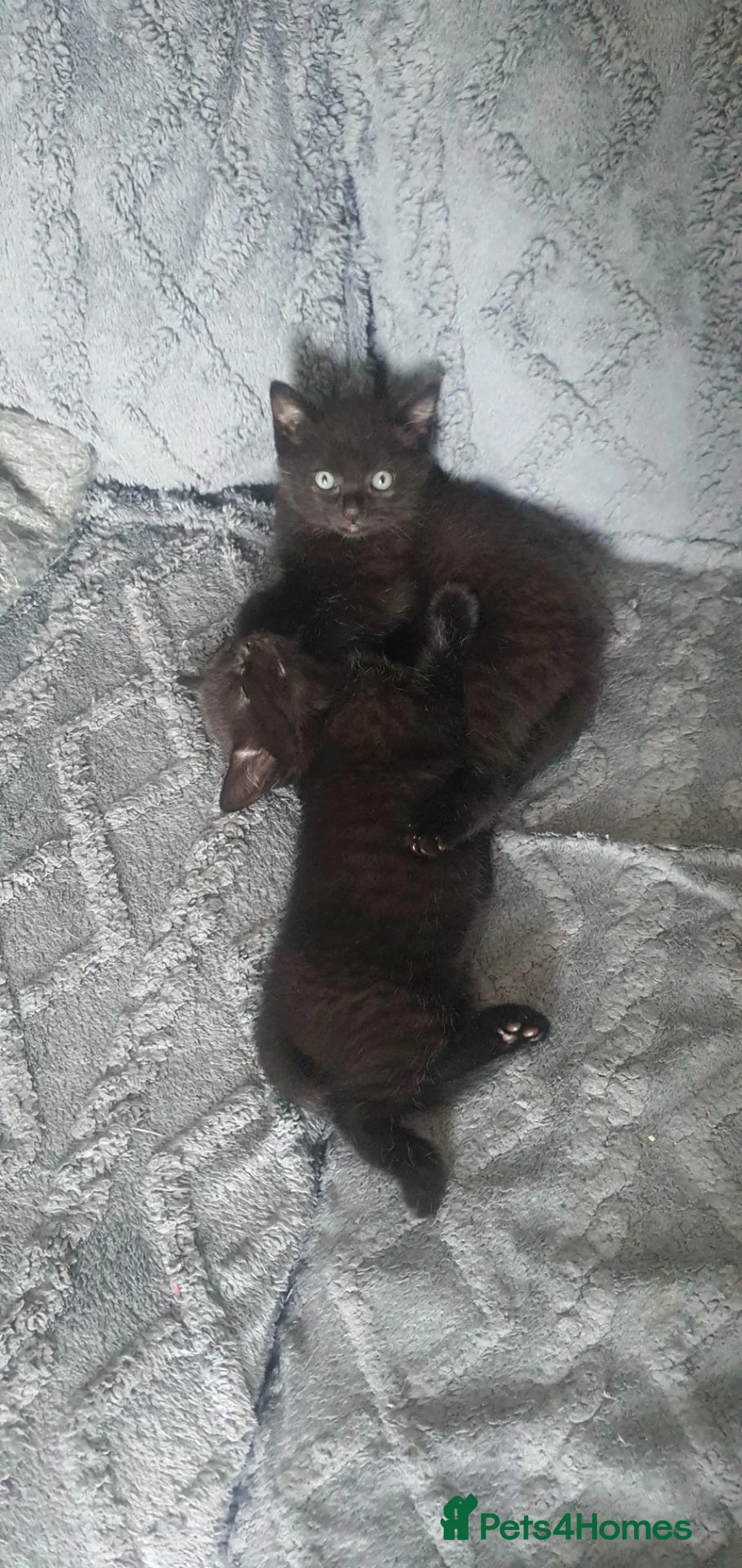 British Shorthair cats for sale: British Short hair x 2 Available - Advert 2