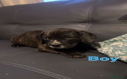 Mixed Breed dogs for sale: Staffy cross cocker spaniel pups for sale  - Image 7