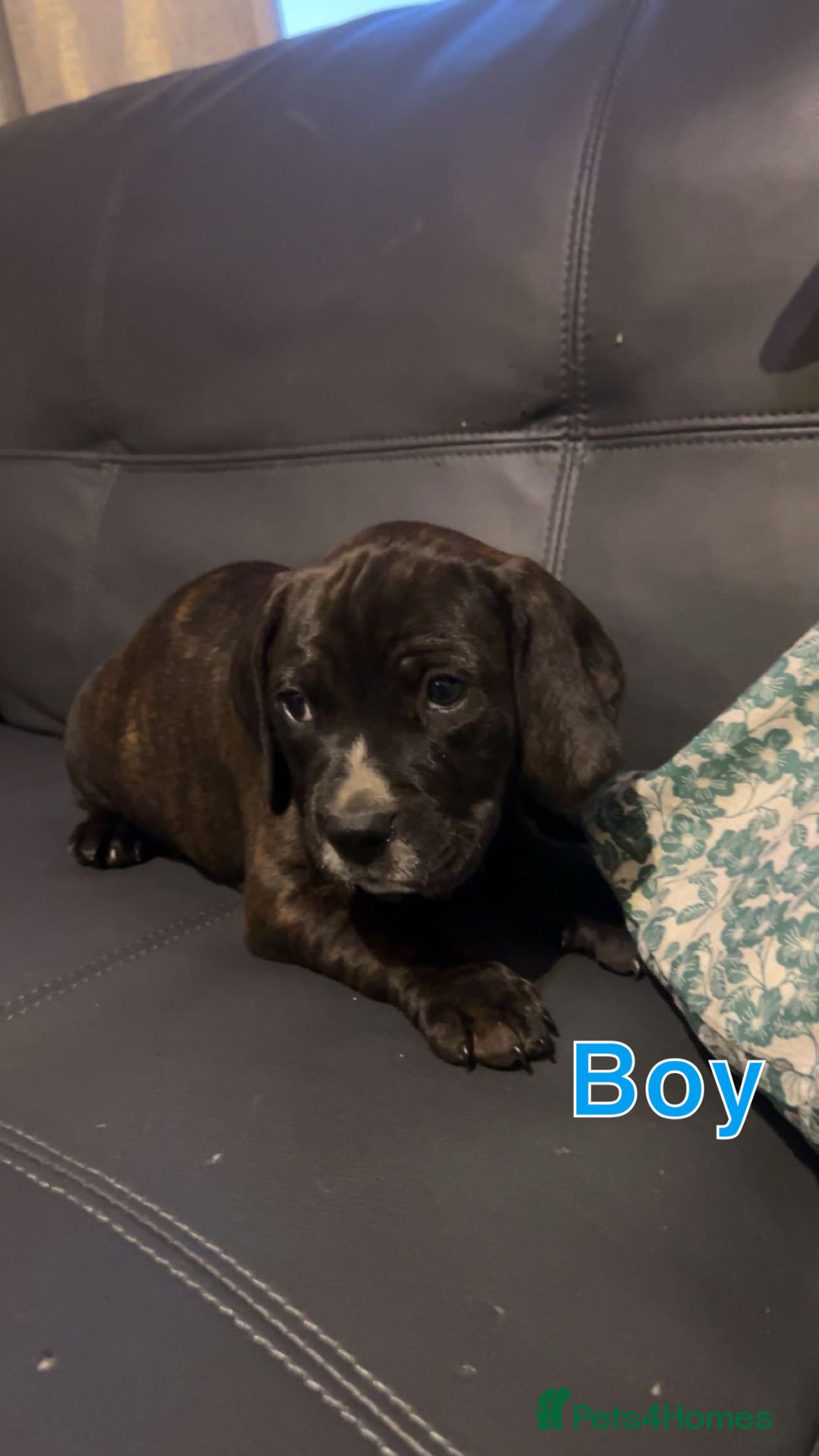Mixed Breed dogs for sale: Staffy cross cocker spaniel pups for sale  - Image 7