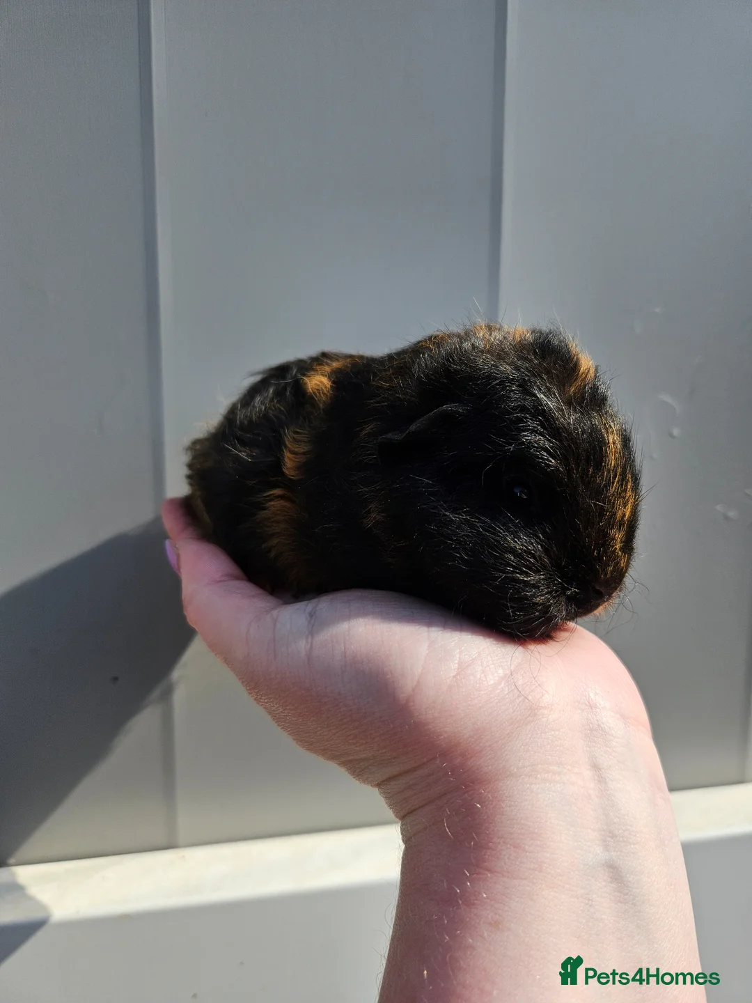 Guinea Pig rodents for sale: Swiss sows and boar available - Advert 1