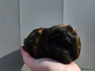 Guinea Pig rodents Swiss sows and boar available - Advert 1