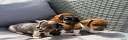 Dachshund dogs for sale: Mini dashound puppy’s - Advert 6