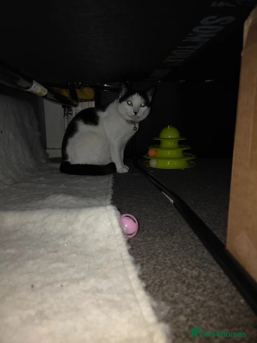 Domestic Shorthair cats for sale: Female shorthair domestic  - Advert 2