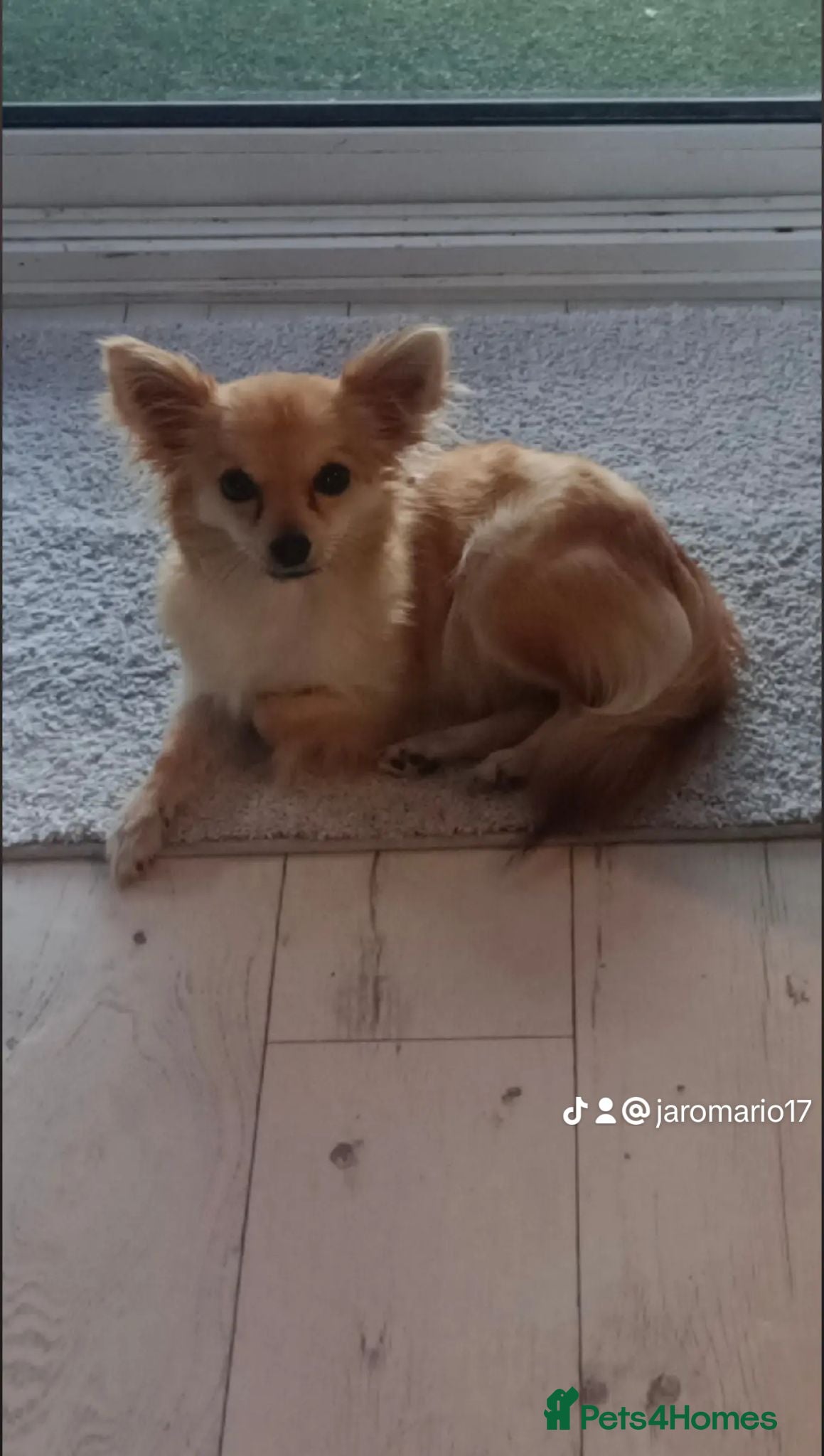 Chihuahua dogs Rare chihuahua husky markings for sale - Advert 12