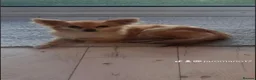 Chihuahua dogs for sale: Rare chihuahua husky markings for sale - Advert 1