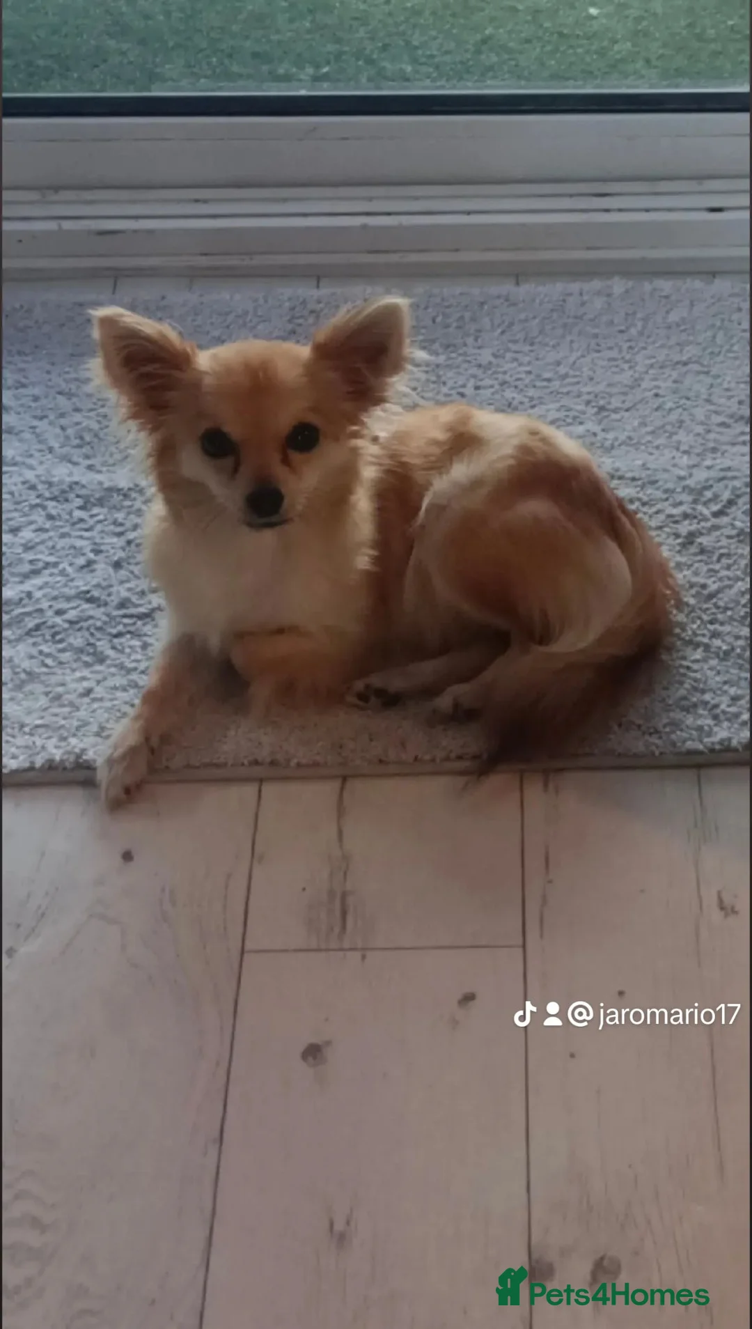 Chihuahua dogs for sale: Rare chihuahua husky markings for sale - Advert 1