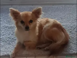 Chihuahua dogs Rare chihuahua husky markings for sale - Advert 12