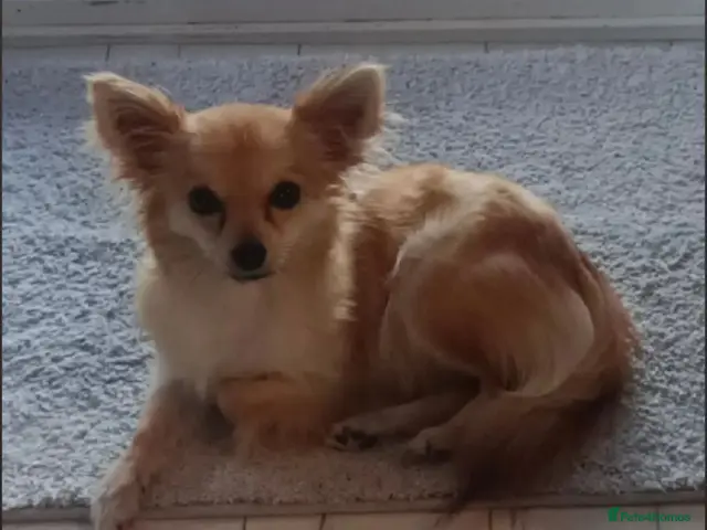 Chihuahua dogs Rare chihuahua husky markings for sale - Advert 17