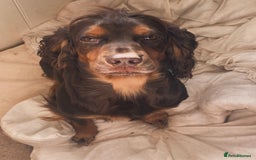 Sprocker dogs for sale: Gorgeous F1 health tested Sprockers  - Advert 23