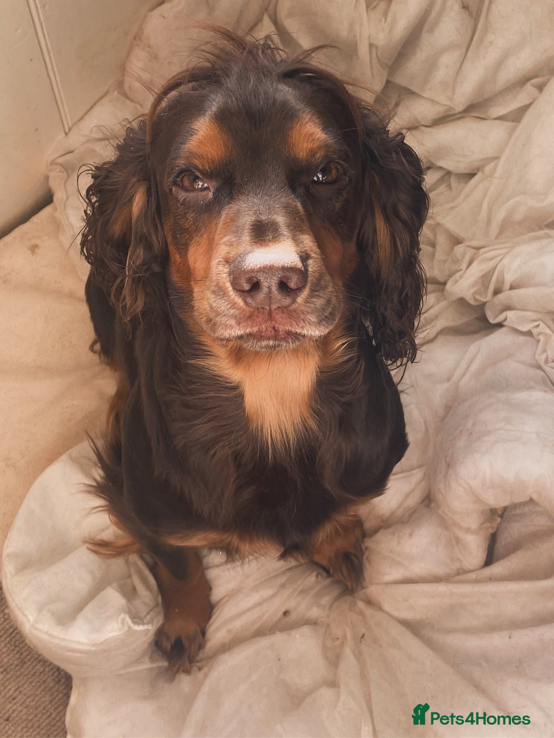 Sprocker dogs for sale: Gorgeous F1 health tested Sprockers  - Advert 23