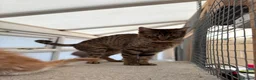 Mixed Breed cats for sale: Bengal x Maine coon kittens - Advert 12