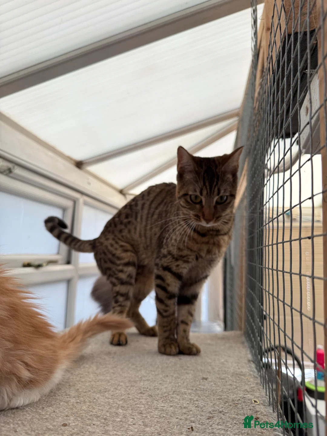 Mixed Breed cats for sale: Bengal x Maine coon kittens - Advert 12