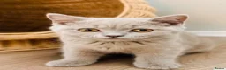 British Shorthair cats for sale: Rare Fawn Lilac Male British Shorthair - Advert 11