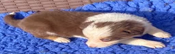 Border Collie dogs for sale: Fabulous Red Border Collie Puppies - Advert 6