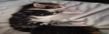 Mixed Breed 3
